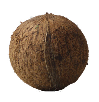kokosnoot - stuk