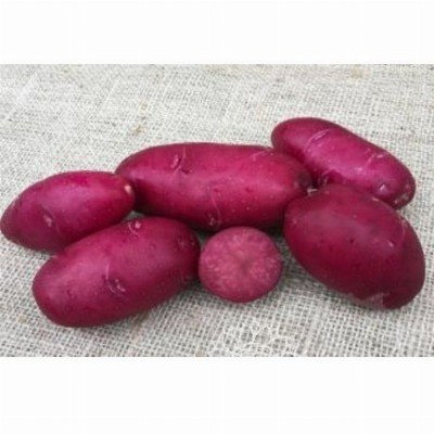 aardappelen lily rose - velhorst - kg